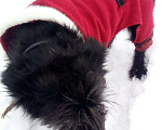 Собаки в Пскове: Бельгийский гриффон ждет невесту., 100 руб. - фото 4