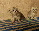 Кошки в Лыткарино: Вязка, 1 000 руб. - фото 8