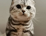 Кошки в Абакане: Шотландский кот, вязка, 2 000 руб. - фото 1