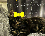 Кошки в Малмыже: Котята мейн-кун, 12 000 руб. - фото 2