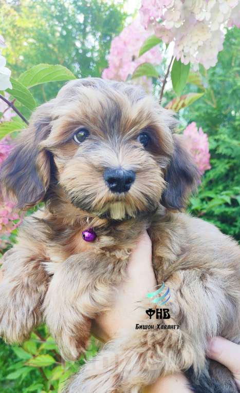 Собаки в Москве: Мальчик Бишон Хаванез  Мальчик, 80 000 руб. - фото 3