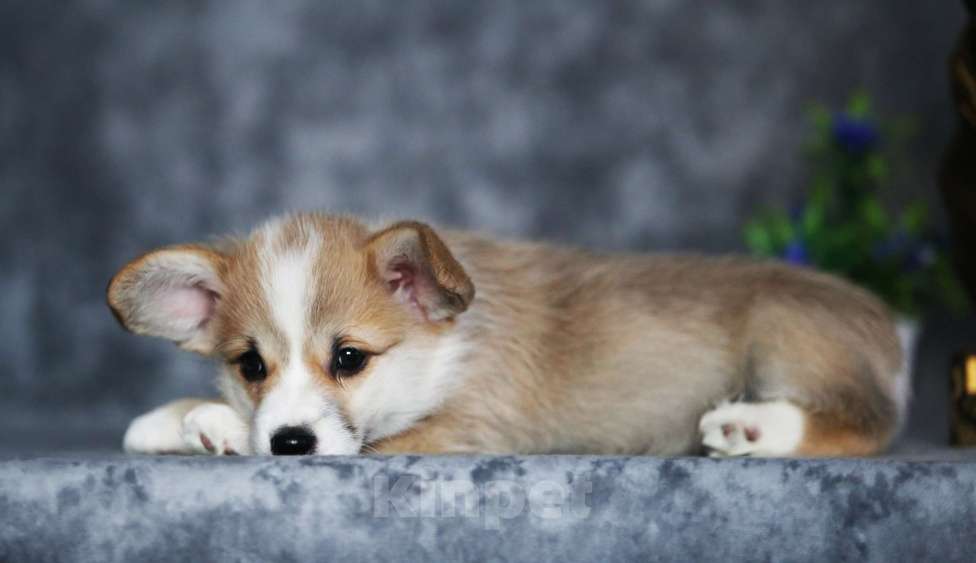 Собаки в Санкт-Петербурге: Племенной щенок из питомника Девочка, 60 000 руб. - фото 4