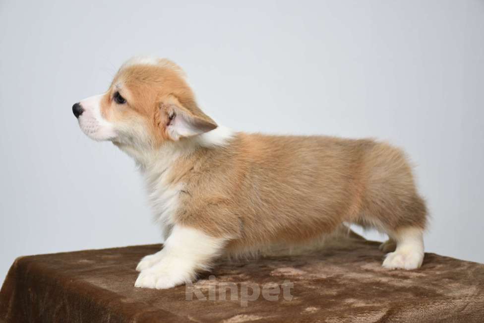 Собаки в Абакане: Лорд Аксель  Мальчик, 70 000 руб. - фото 2