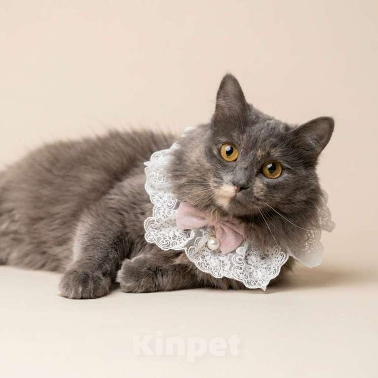 Кошки в Москве: кошка Хлоя в добрые руки Девочка, Бесплатно - фото 2