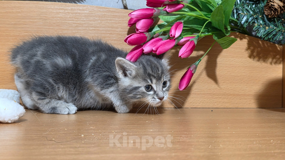 Кошки в других городах Ленинградской области: Курильский бобтейл редкий окрас Девочка, 25 000 руб. - фото 4