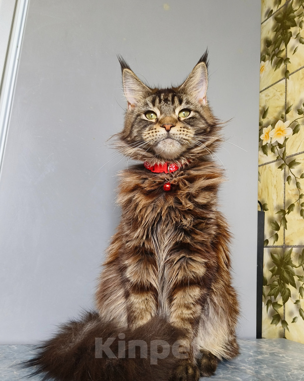 Кошки в Москве: Котёнок Мейн-кун Девочка Девочка, 40 000 руб. - фото 10