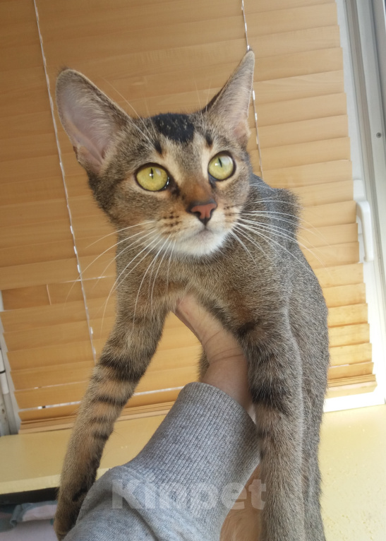 Кошки в Москве: Кошка Муся в самые добрые руки! Девочка, Бесплатно - фото 2
