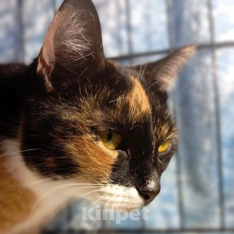 Кошки в Москве: Полгода заточения в клеточке Девочка, Бесплатно - фото 2