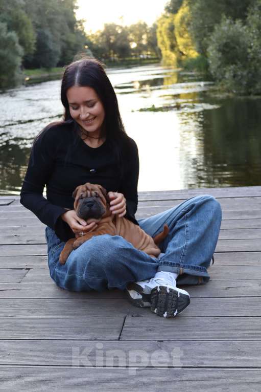 Собаки в Москве: Щенки шар-пей, девочки 2 мес Девочка, 55 000 руб. - фото 3