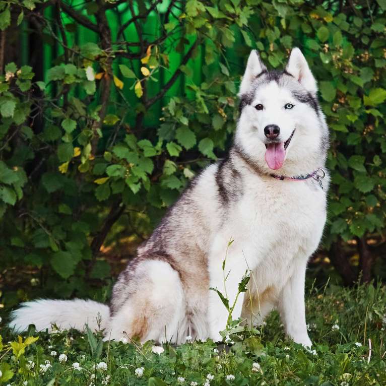 Собаки в Москве: Эмми ждет свою семью Девочка, Бесплатно - фото 8