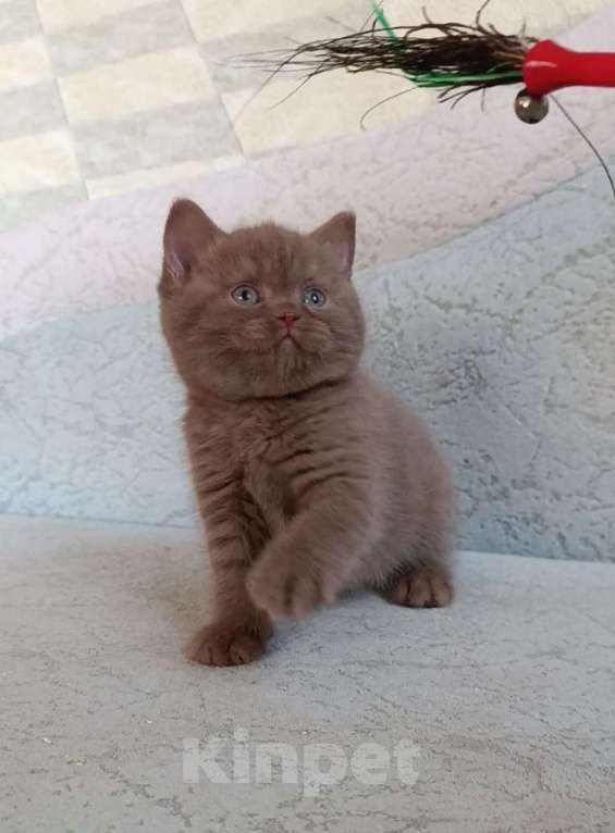 Кошки в Санкт-Петербурге: Британская девочка циннамон в разведение  Девочка, 200 000 руб. - фото 2