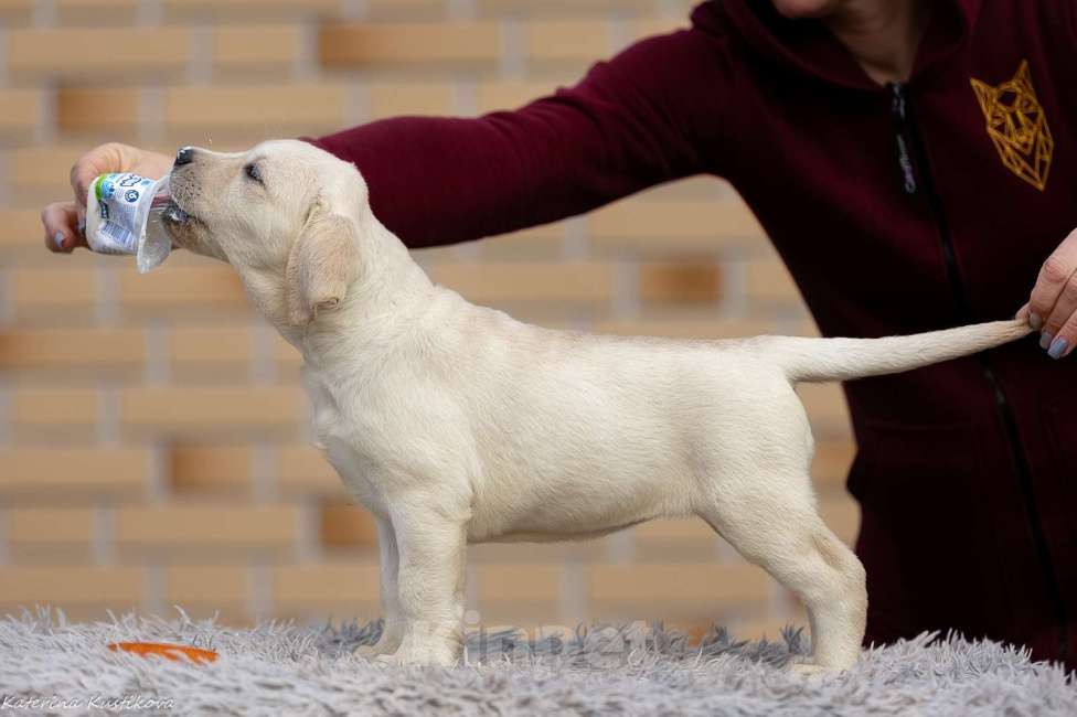 Собаки в других городах Московской области: Палевые щенки Лабрадора от Чемпиона Мира Девочка, 80 000 руб. - фото 4