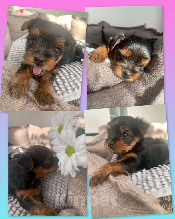 Собаки в Новосибирске: Предлагается бронирование щенка, рождена 25.02.25  Девочка, 25 000 руб. - фото 4