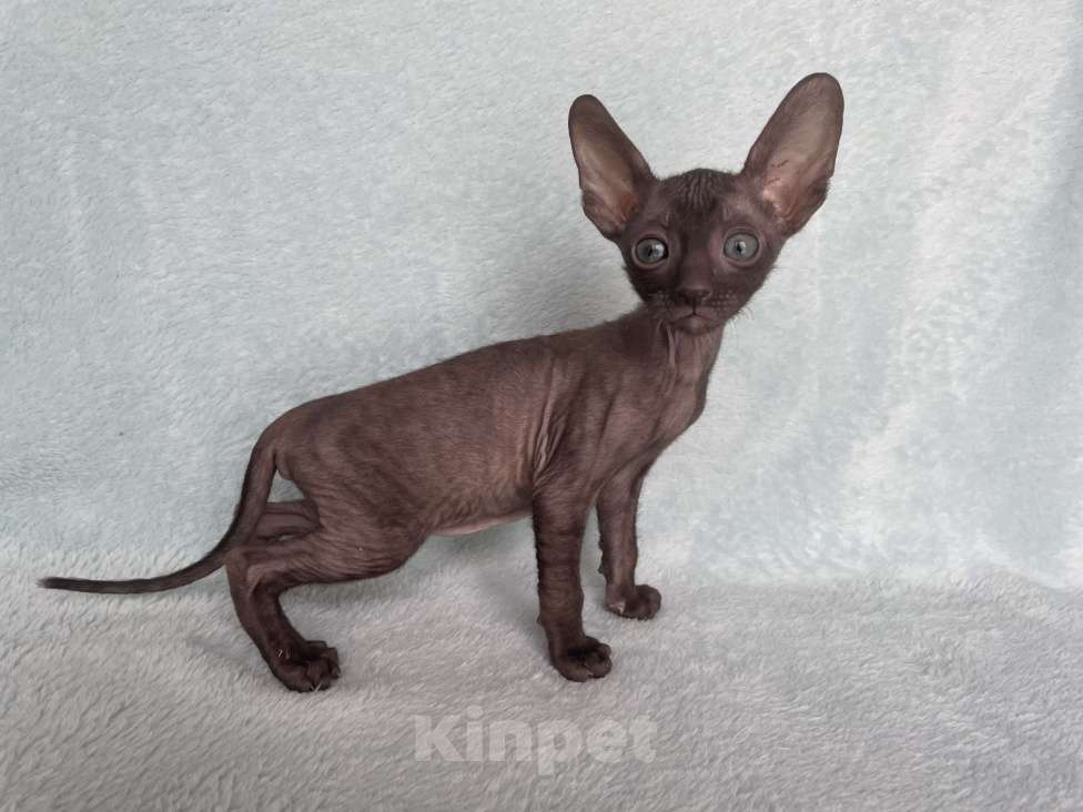 Кошки в Балашихе: кошечка шоколадная из московского питомника Девочка, 80 000 руб. - фото 3