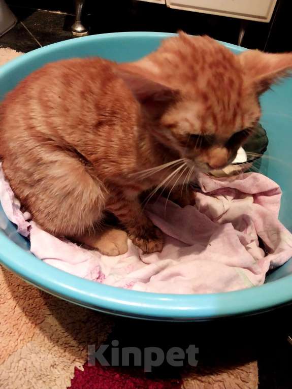 Кошки в Лобне: Нашел котёнка Мальчик, Бесплатно - фото 2