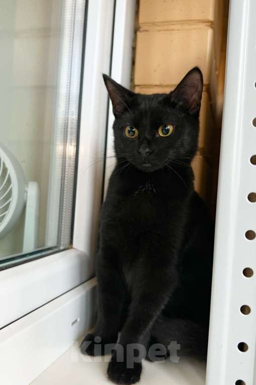 Кошки в Москве: Котенок Марсик источник оптимизма в добрые руки Мальчик, Бесплатно - фото 2