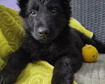 Собаки в Подольске: Черная принцесса щенок немецкой овчарки  Девочка, 15 000 руб. - фото 2