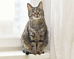 Кошки в Москве: Ласковая полосатая кошка Ириска с кистями на ушах ищет дом Девочка, Бесплатно - фото 7
