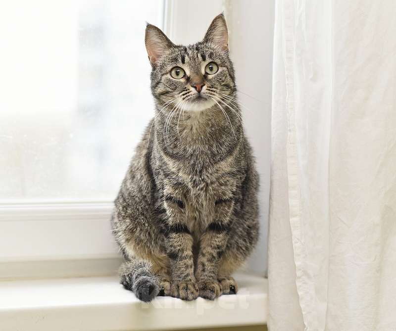 Кошки в Москве: Ласковая полосатая кошка Ириска с кистями на ушах ищет дом Девочка, Бесплатно - фото 7