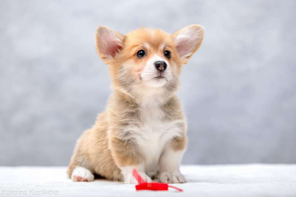 Собаки в Москве: Щенки вельш корги пемброк Мальчик, 55 000 руб. - фото 4