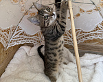 Кошки в Санкт-Петербурге: Котенок Гефест Мальчик, Бесплатно - фото 7