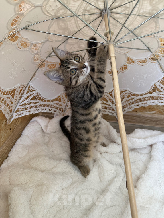 Кошки в Санкт-Петербурге: Котенок Гефест Мальчик, Бесплатно - фото 7