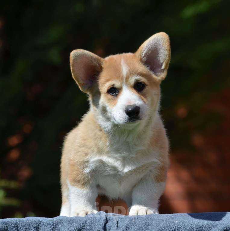 Собаки в Самаре: Вельш Корги пемброк. Мальчик, 80 000 руб. - фото 6
