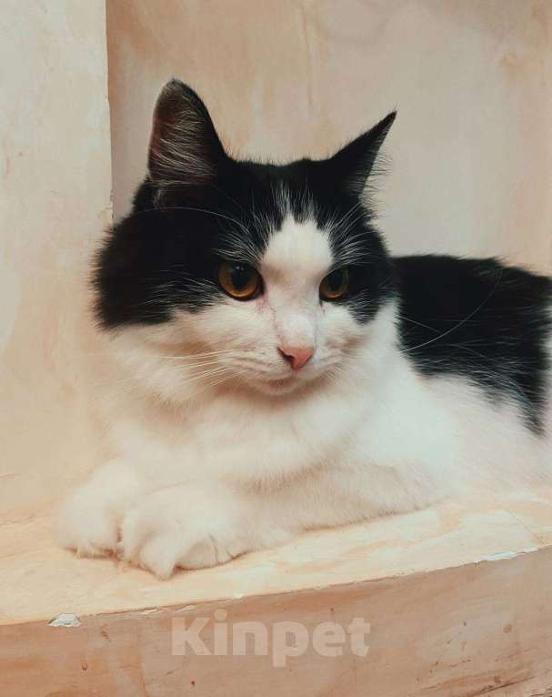 Кошки в Белоозёрском: Потерялся чёрно-белый кот! Мальчик, Бесплатно - фото 3