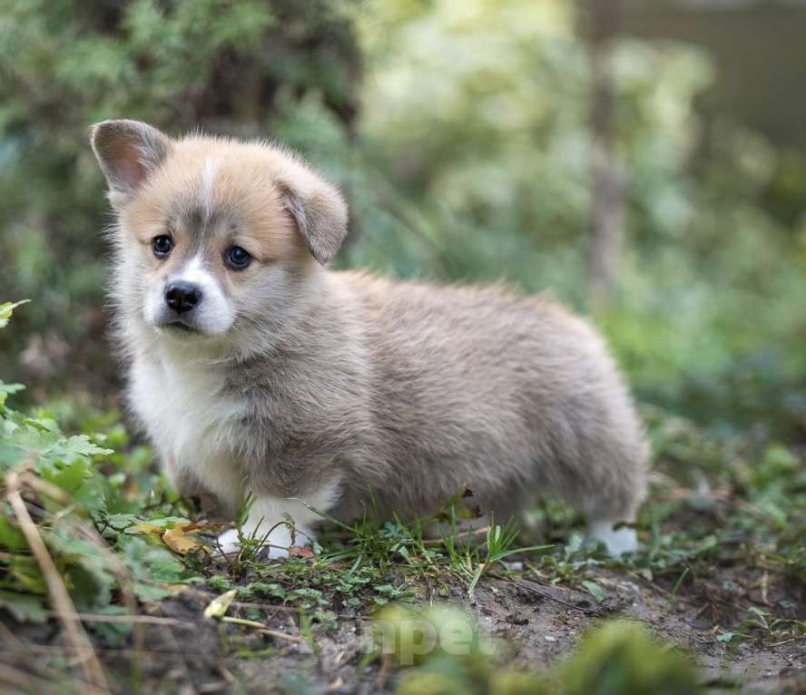 Собаки в Краснодаре: Вельш корги пемброк щенок мальчик Мальчик, Бесплатно - фото 3