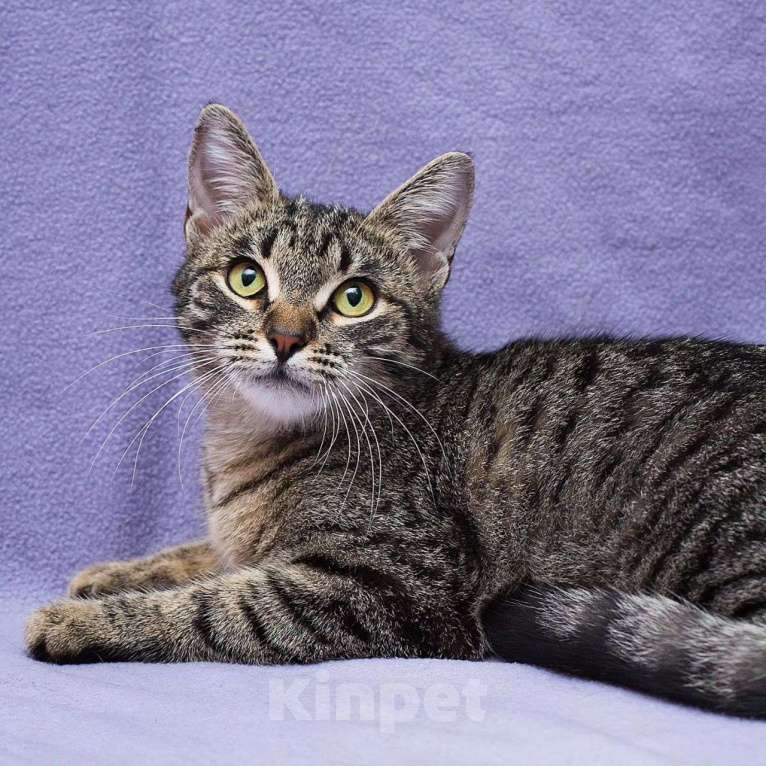 Кошки в Москве: Котенок Незабудка очень нуждается в доме Девочка, Бесплатно - фото 5