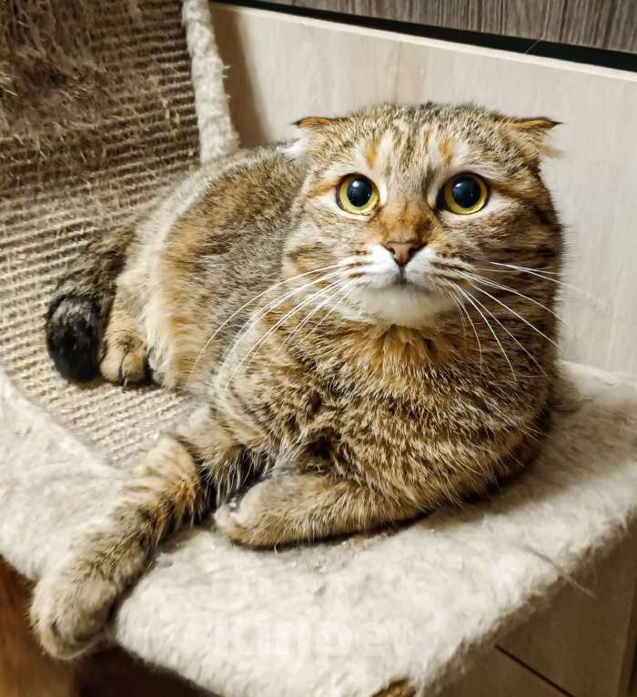 Кошки в Санкт-Петербурге: Вислоухая Руся в добрые руки Девочка, Бесплатно - фото 3