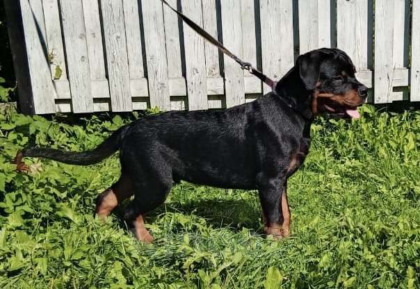 Собаки в Санкт-Петербурге: щенки ротвейлера Мальчик, 80 000 руб. - фото 7