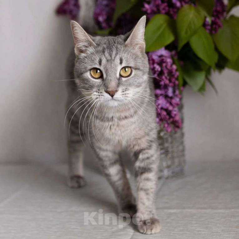 Кошки в Москве: Венеция вернется в жуткую квартиру Девочка, Бесплатно - фото 2