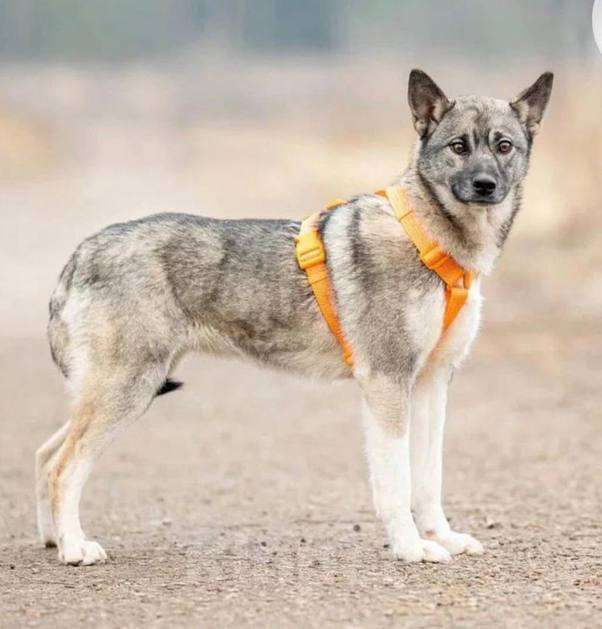 Собаки в Москве: Ника из приюта ищет дом! Девочка, Бесплатно - фото 4