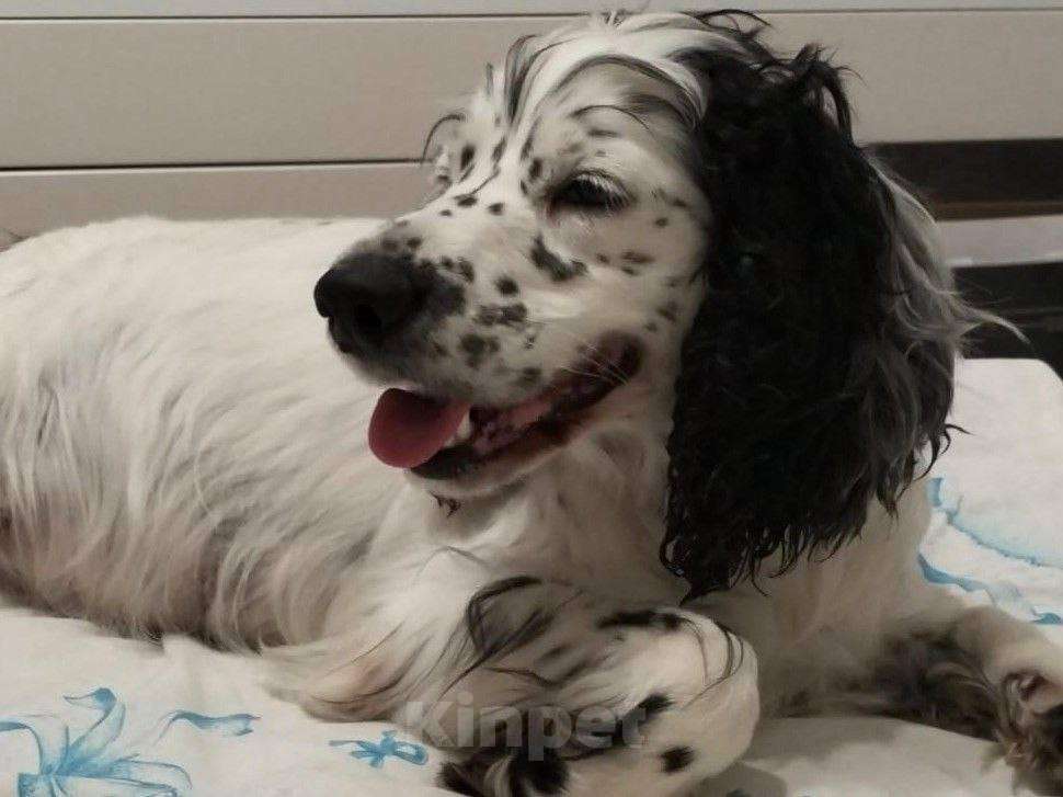 Собаки в Лосином-Петровском: Эммма русский спаниель в добрые руки Девочка, Бесплатно - фото 3