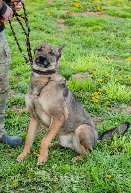 Собаки в Москве: Собака-счастье по имени Марсик Мальчик, Бесплатно - фото 2