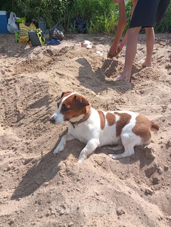 Собаки в Кашире: Щенки Разнополые, 20 000 руб. - фото 4