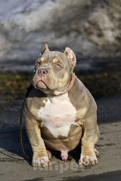 Собаки в Москве: Американский булли подрощеный щенок Мальчик, 100 000 руб. - фото 10