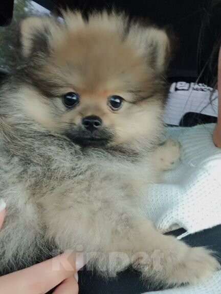 Собаки в Красноярске: Продаётся померанский шпиц редчайшего окраса Мальчик, Бесплатно - фото 6