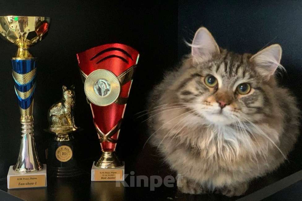 Кошки в Перми: Сибирский котенок Мальчик, Бесплатно - фото 5