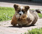 Собаки в Москве: Вельш корги пемброк Мальчик, 50 000 руб. - фото 3
