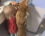 Собаки в Москве: Щеночки и 🌟Чика 1,5-2года ❤️ замечательная умная активная общительная Девочка, 10 руб. - фото 8