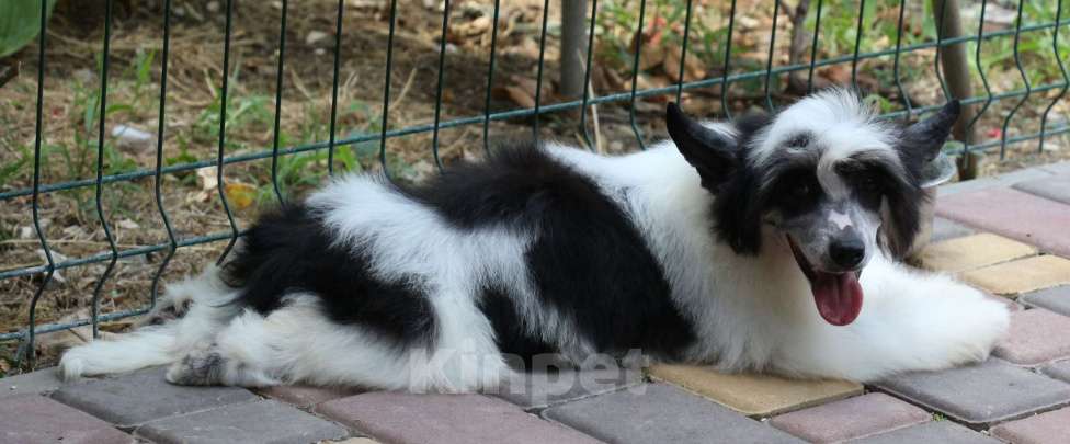 Собаки в Феодосии: Пуховый мальчик китайской хохлатой собачки Мальчик, Бесплатно - фото 4