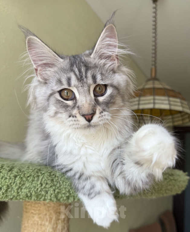Кошки в Санкт-Петербурге: КЕНТУКИ Девочка, 35 000 руб. - фото 4