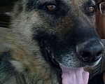Собаки в Астрахани: Вязка, Бесплатно - фото 1