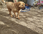 Собаки в Балашихе: Рыжий ищет хозяина Мальчик, 1 руб. - фото 2
