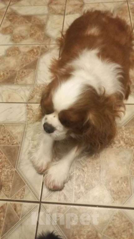 Собаки в Москве: Молодая красотка Девочка, 25 000 руб. - фото 2