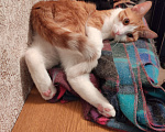Кошки в Буденновске: Потерялся кот Мальчик, 2 000 руб. - фото 5