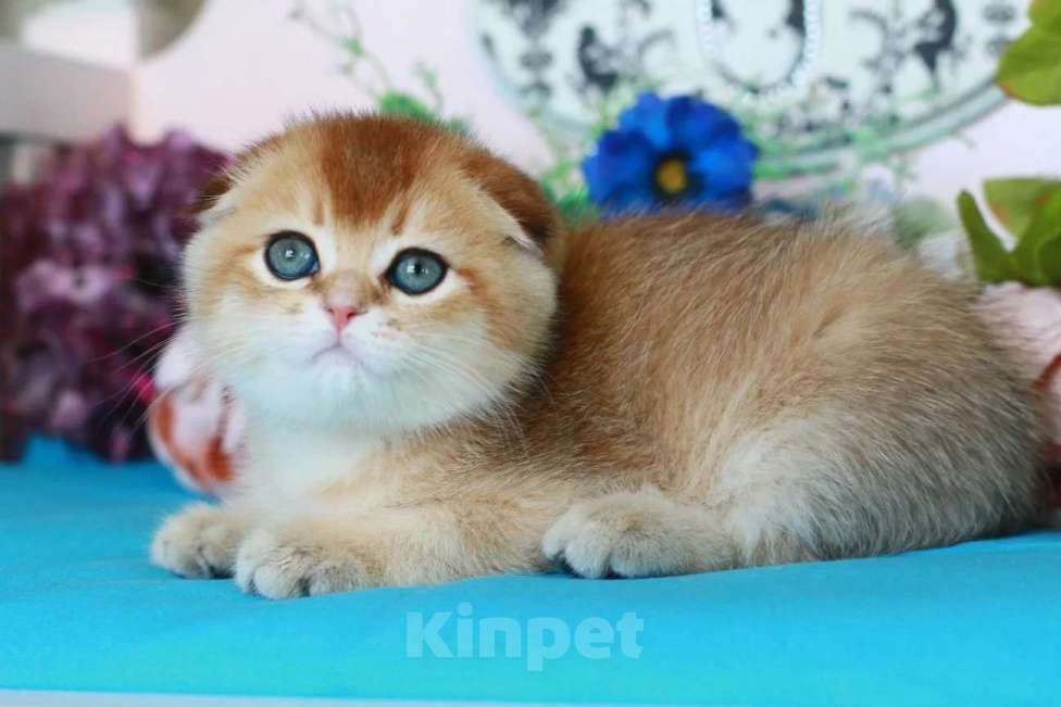 Кошки в Москве: Золотая шиншилла с документами  Девочка, 40 000 руб. - фото 6