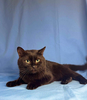 Кот с лейкозом в добрые руки